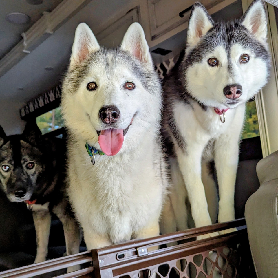 Dog Etiquette at a Campground